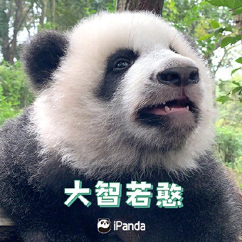 熊猫.jpg