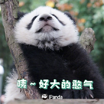 熊猫5.jpg
